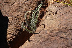 Gethyllis longistyla