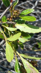 Pterophylla lucens image