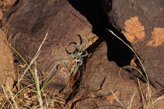 Gethyllis longistyla