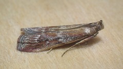 Uncinus obductella