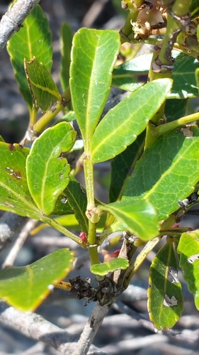 Pterophylla lucens image