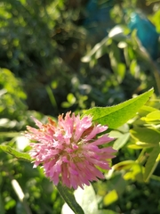 Trifolium pratense