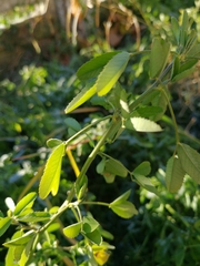 Trifolium pratense