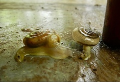 Ariophantidae