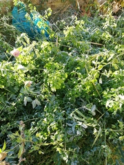 Trifolium pratense