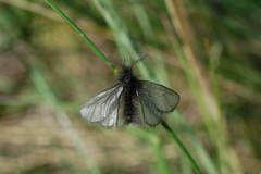 Ptilocephala plumifera