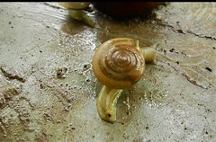 Ariophantidae