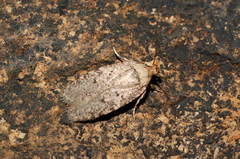 Agonopterix adspersella