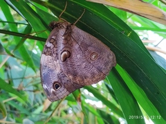 Opsiphanes cassiae crameri
