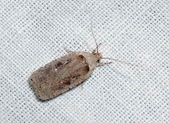 Agonopterix ocellana