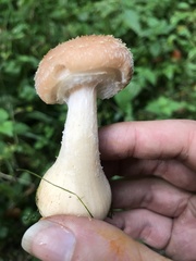 Armillaria