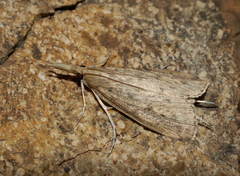 Schoenobiinae