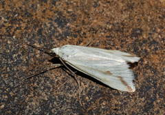 Loxostege deliblatica