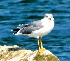 Larus michahellis