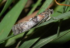 Sciota rhenella