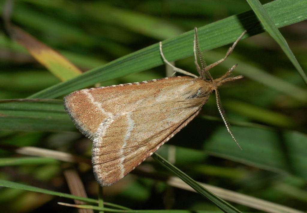 Synaphe antennalis