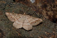 Isturgia murinaria