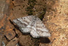Isturgia murinaria