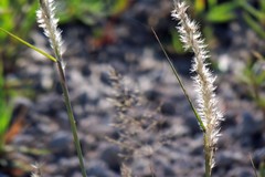 Cenchrus myosuroides