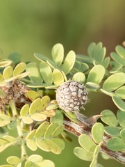 Tanaostigmodes howardii