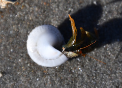 Pagurus middendorffii