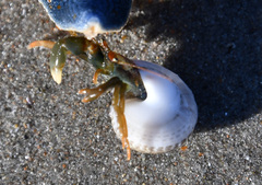 Pagurus middendorffii