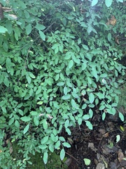 Vaccinium parvifolium