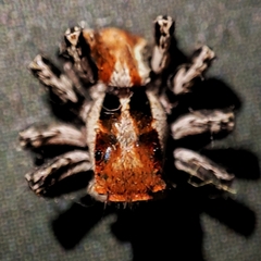 Plexippus devorans