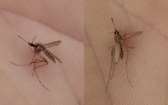 Aedes caspius