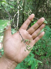 Achatocarpus oaxacanus