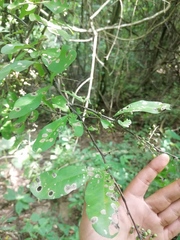 Achatocarpus oaxacanus