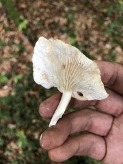 Basidiomycota