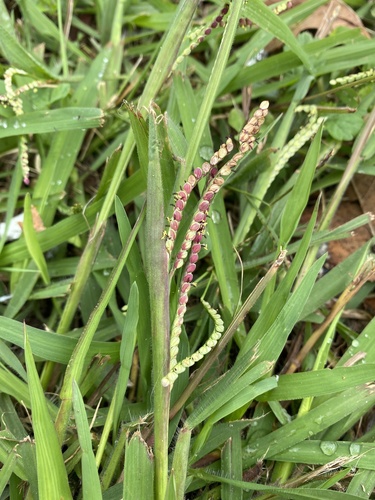 Japanese paspalum (Paspalum thunbergii)