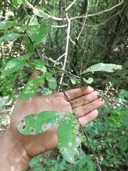 Achatocarpus oaxacanus