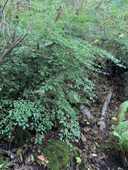 Vaccinium parvifolium