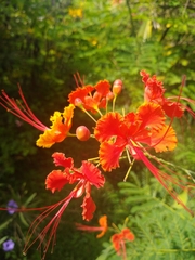 Caesalpinia pulcherrima image