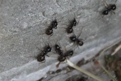 Lasius spathepus