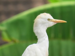 Bubulcus ibis