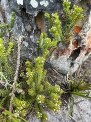 Thesium capitatum