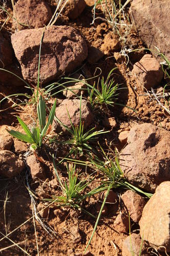 Babiana hypogaea