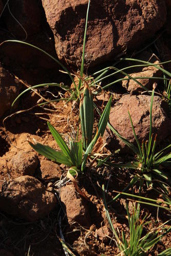 Babiana hypogaea