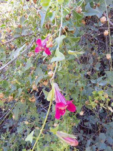 Snapdragon Vine