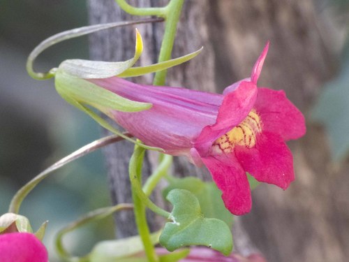 Snapdragon Vine