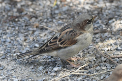 Passer domesticus