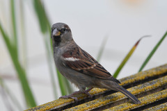 Passer domesticus