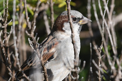 Passer domesticus