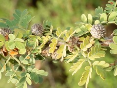 Tanaostigmodes howardii