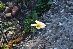 Papaver sokolovskajae