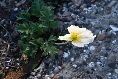 Papaver sokolovskajae