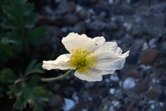 Papaver sokolovskajae